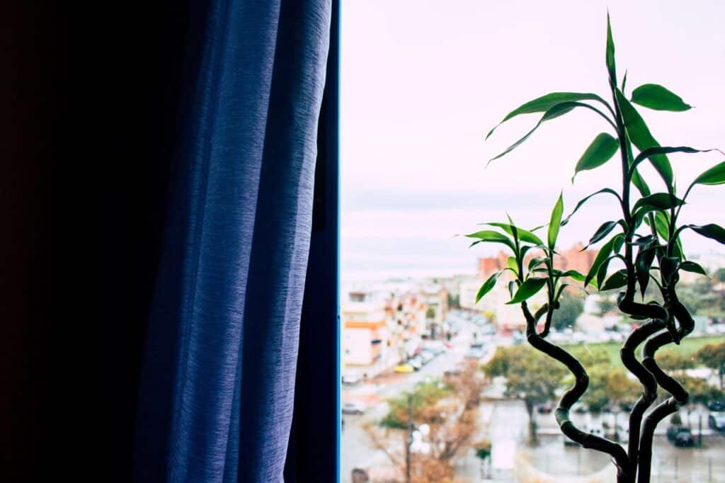 astuces pour intégrer le dracaena dans votre décor interieur