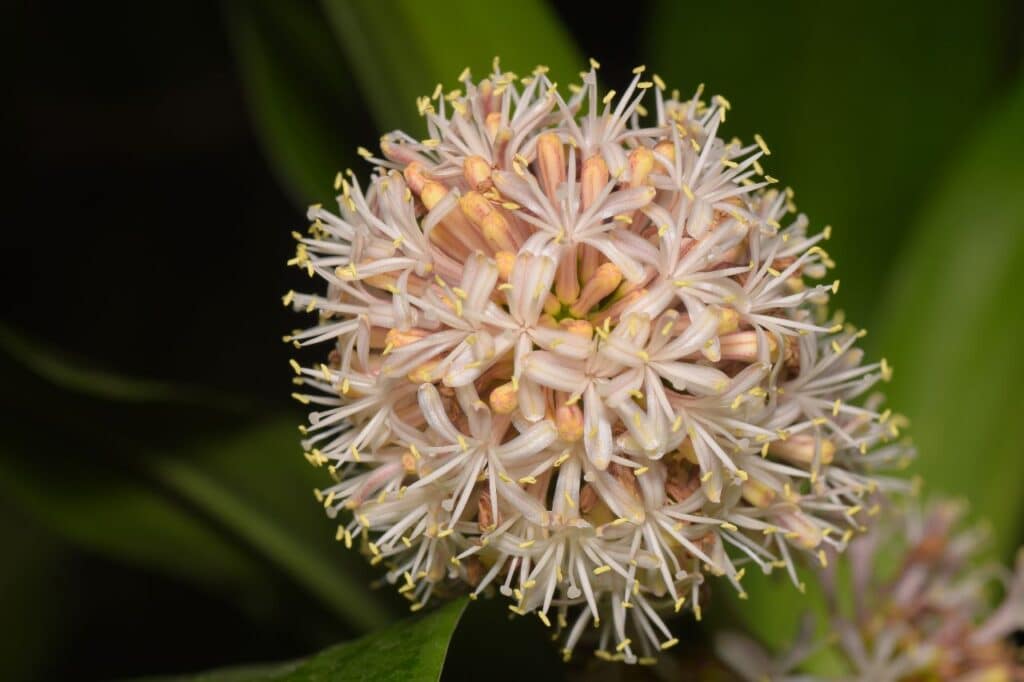 dracaena fragrans
