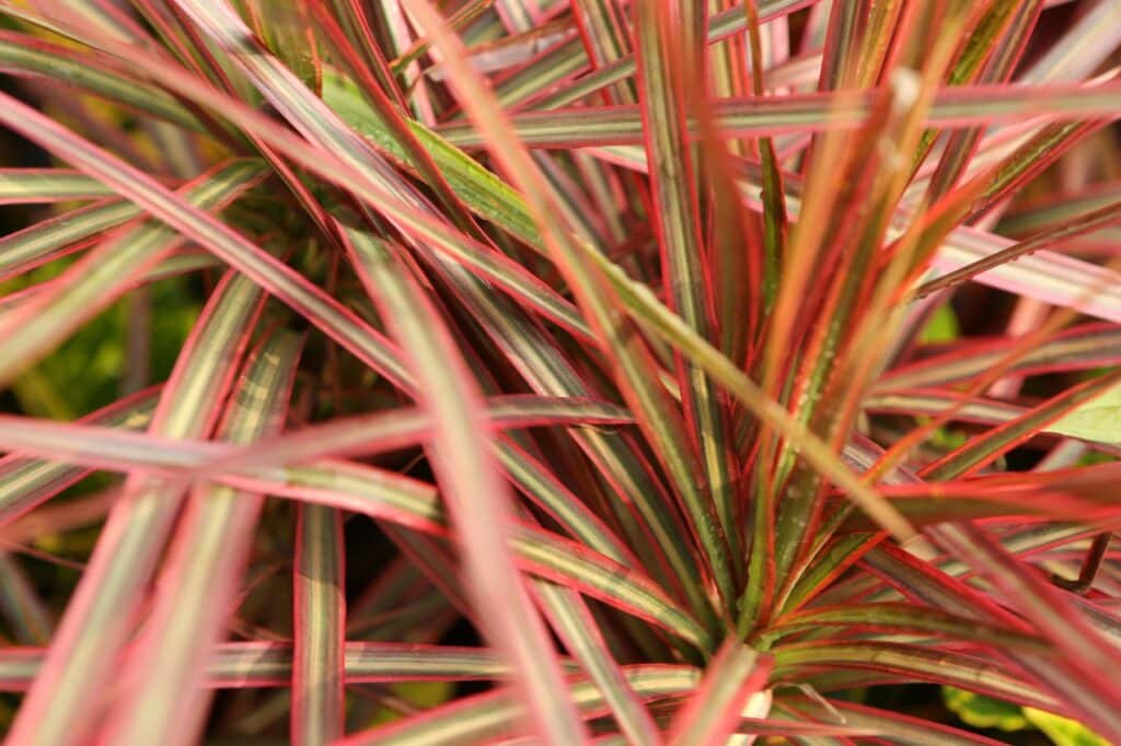 dracaena marginata
