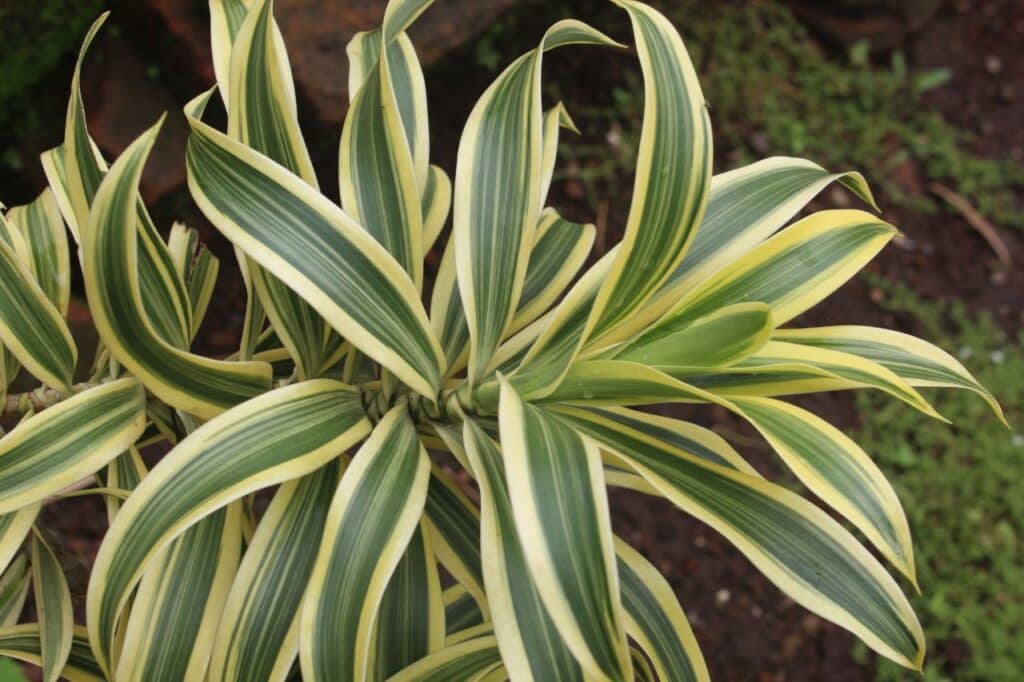 dracaena reflexa
