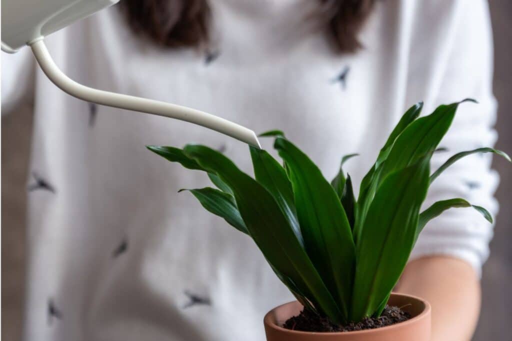 l'arrosage du dracaena les règles d'or à suivre