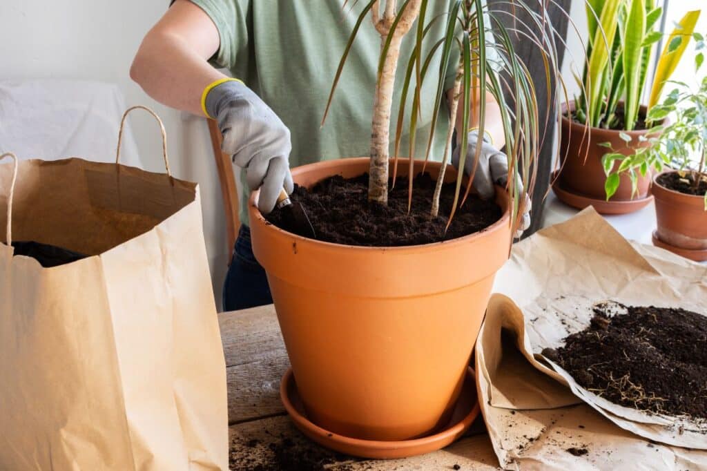 le rempotage du dracaena quand et comment procéder