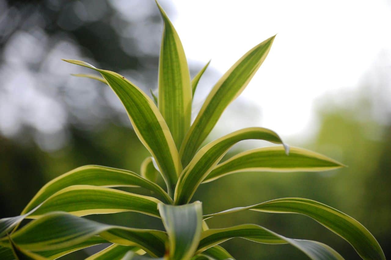 dracaena
