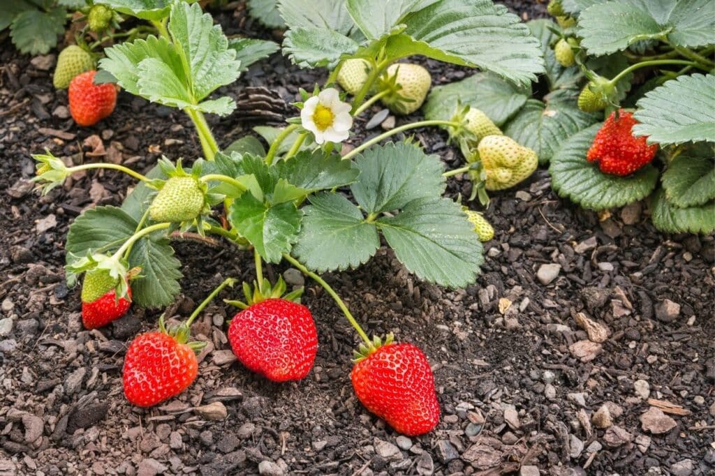les fraisiers