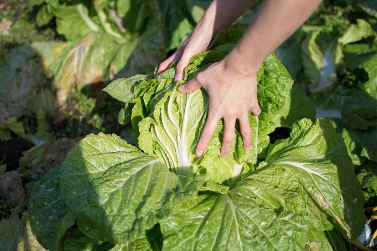 les légumes à planter et semer en septembre