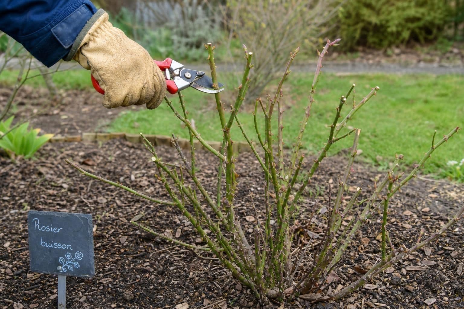 découvrez nos conseils pratiques pour obtenir une floraison abondante de vos rosiers chaque année et embellir votre jardin de magnifiques fleurs colorées.