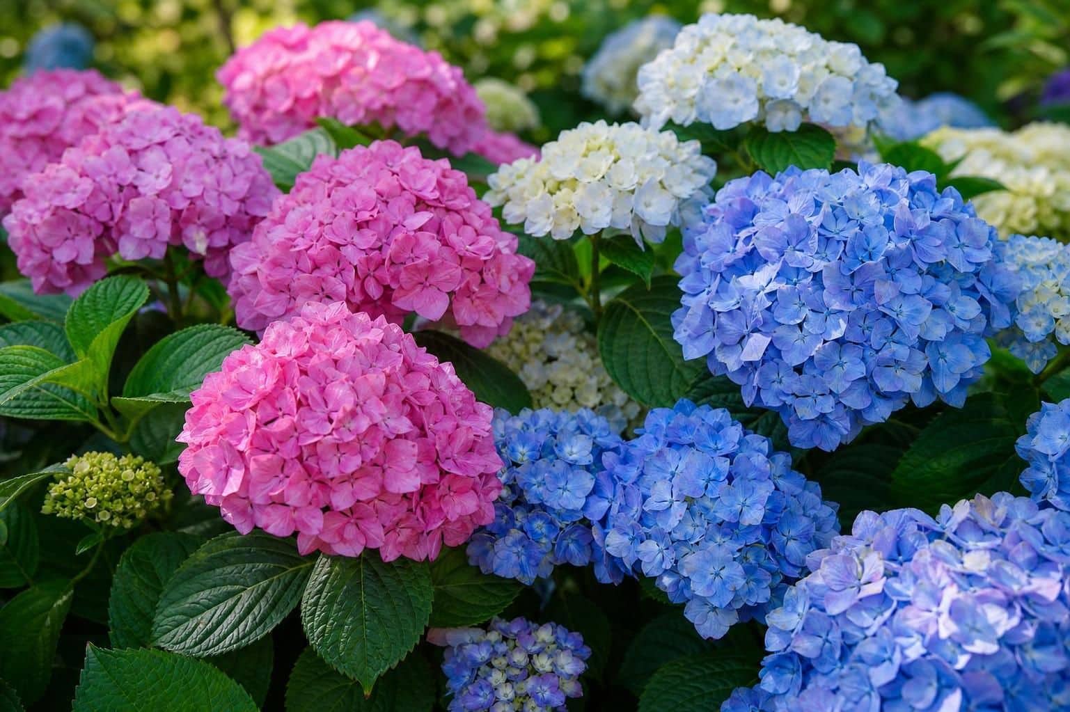 découvrez tout ce qu'il faut savoir sur les hortensias : conseils pratiques pour la plantation, la taille et l'entretien afin de sublimer votre jardin.